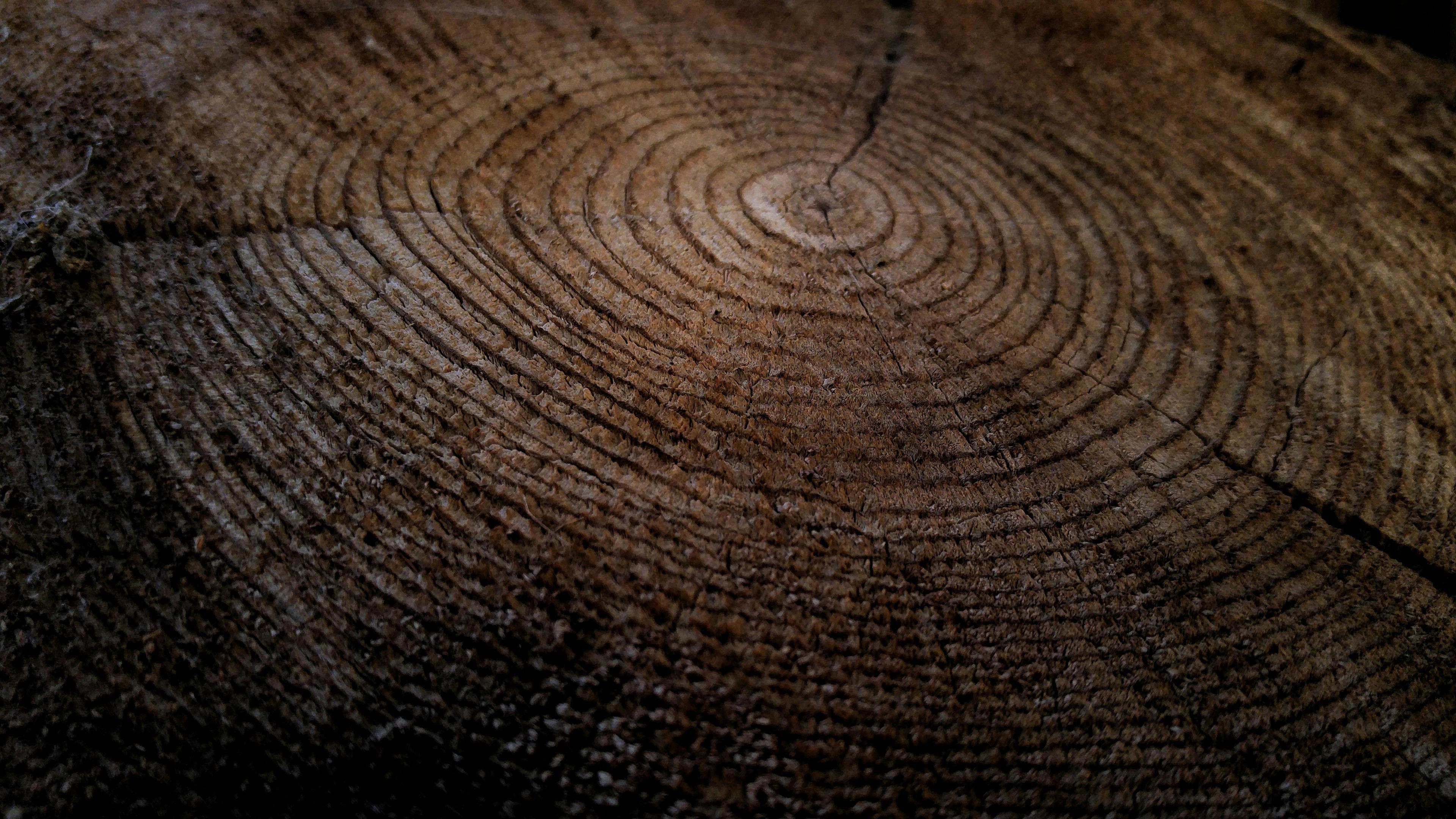Tree rings, showing time and behavioral patterns made visible